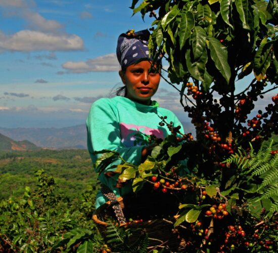 Coffee picker harvesting ripe coffee cherries in El Salvador