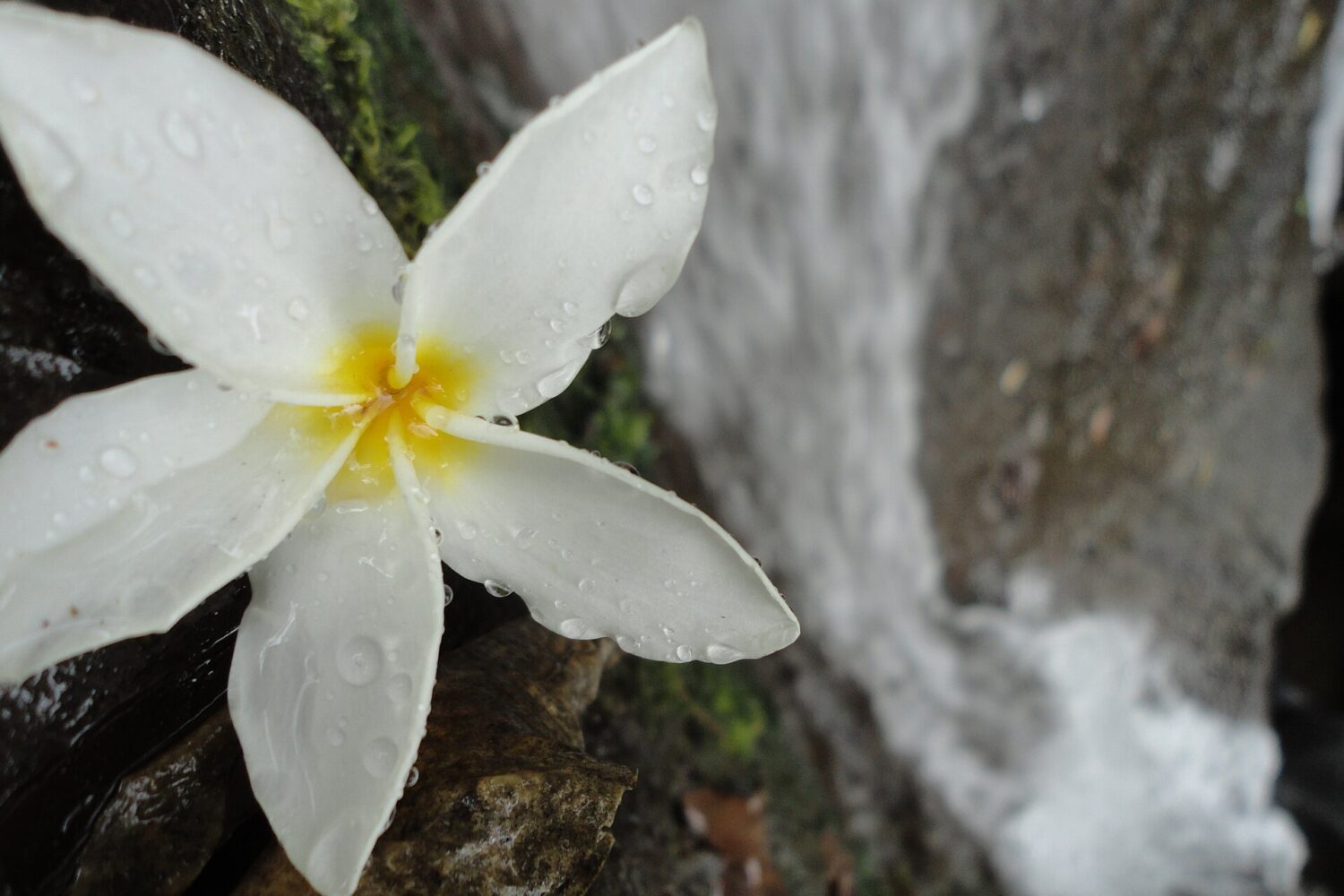 Plumeria flower in the forest of El Imposible National Park Plumeria flower in the forest of El Imposible National Park, Ahuachapán